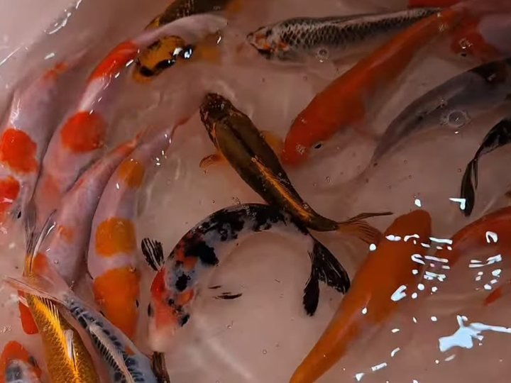 Alevinos de Carpa Colorida — Koi